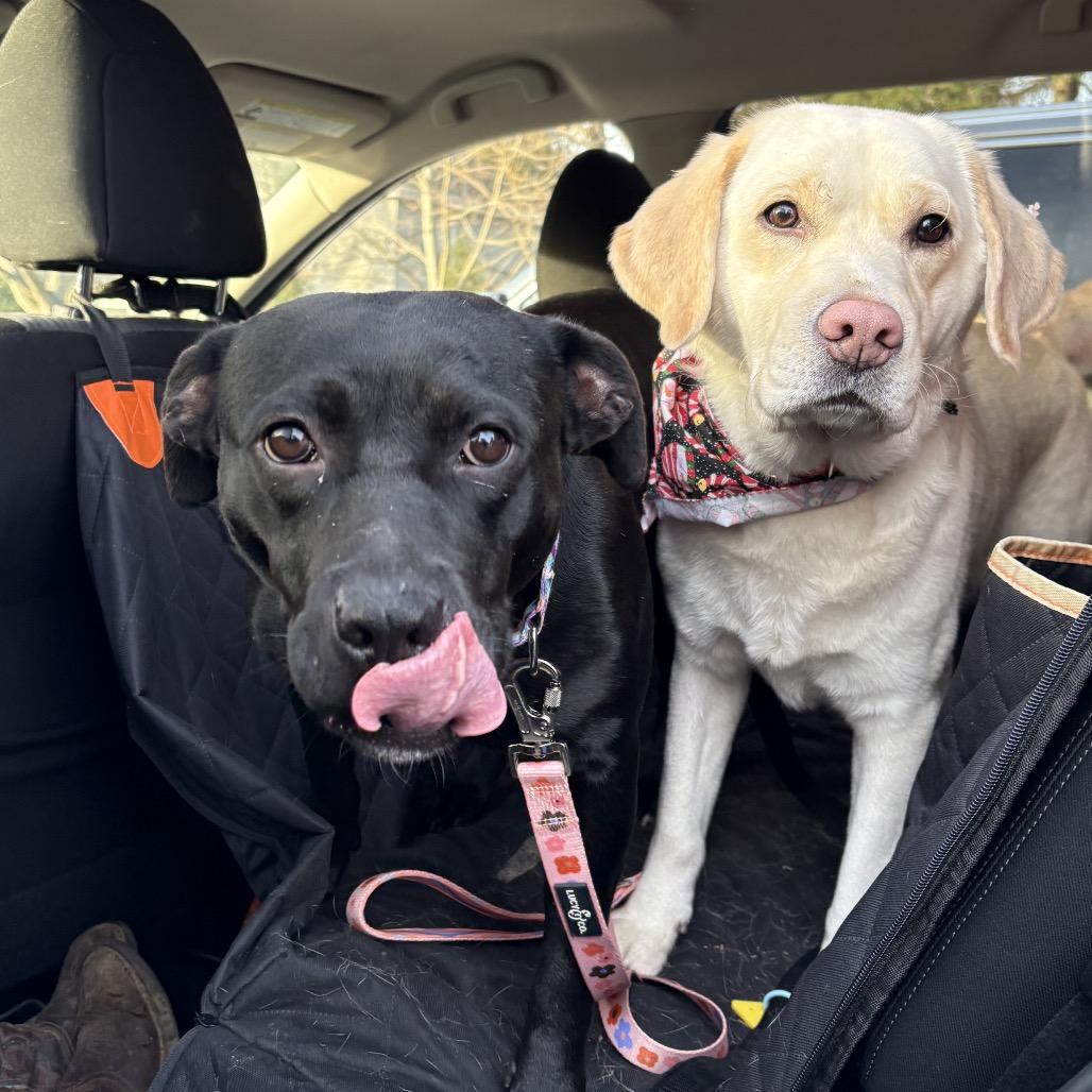 Pennie, a Adoptable American Staffordshire Terrier in Pittsburgh, PA image 5/6