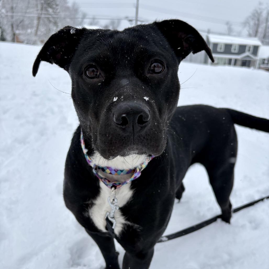 Pennie, a Adoptable American Staffordshire Terrier in Pittsburgh, PA image 6/6