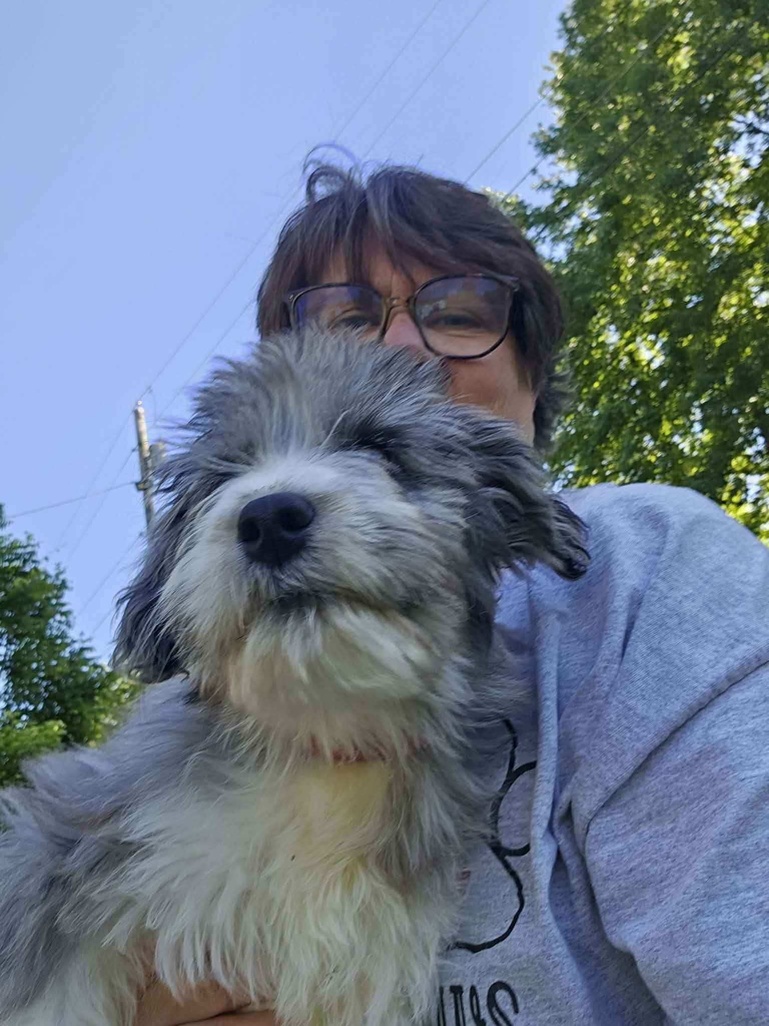 Teddy, an adopted Aussiedoodle in O Fallon, IL image 5/6