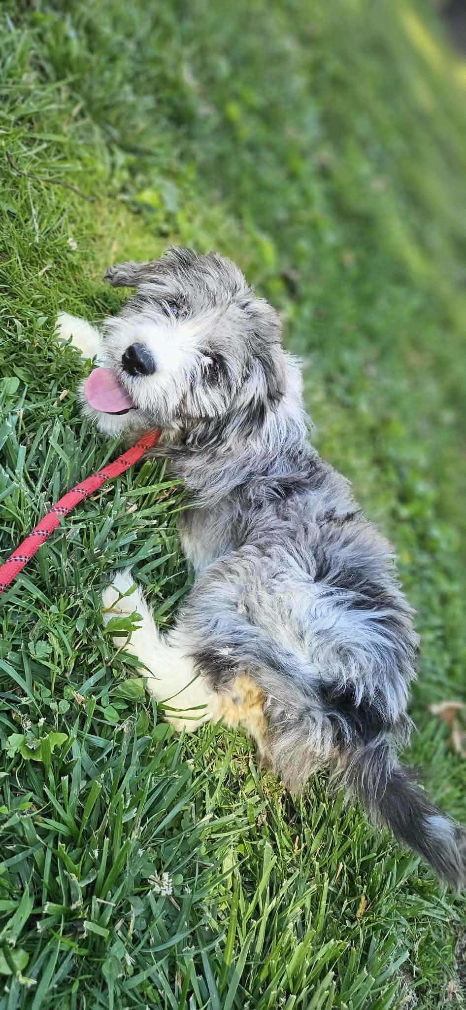 Teddy, an adopted Aussiedoodle in O Fallon, IL image 3/6