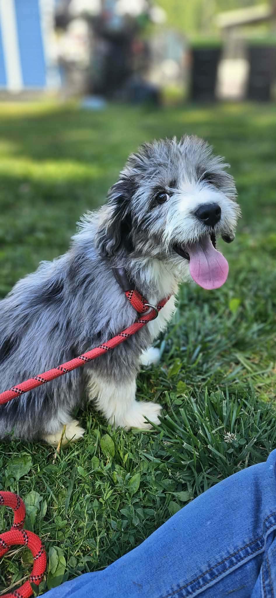 Teddy, an adopted Aussiedoodle in O Fallon, IL image 1/6