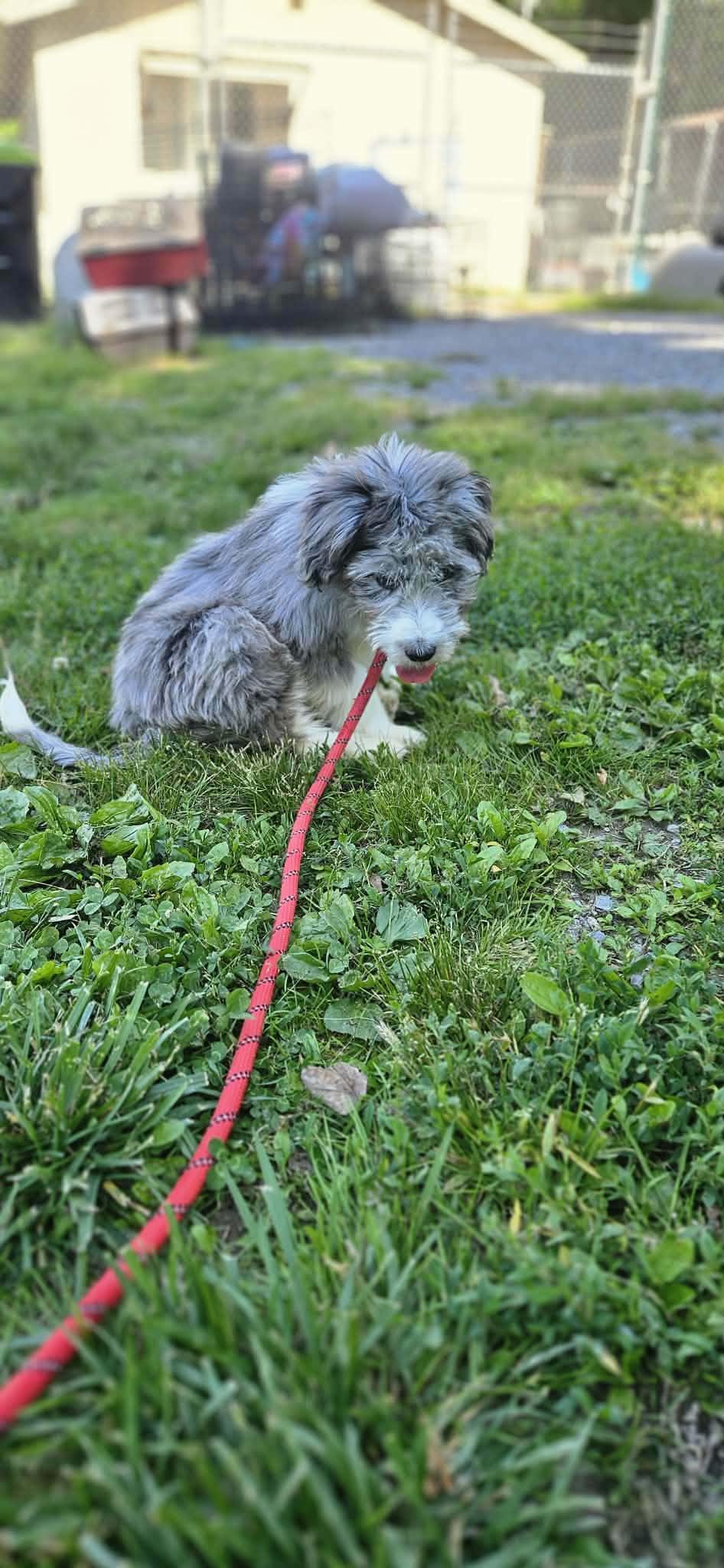 Teddy, an adopted Aussiedoodle in O Fallon, IL image 2/6