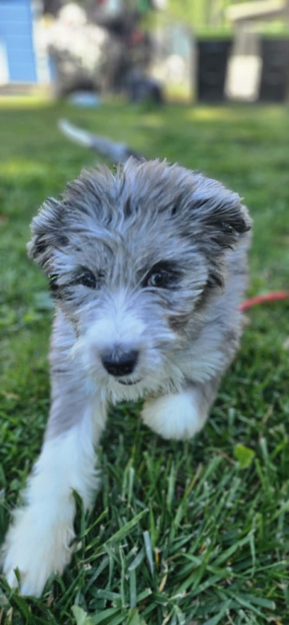 Teddy, an adopted Aussiedoodle in O Fallon, IL image 6/6