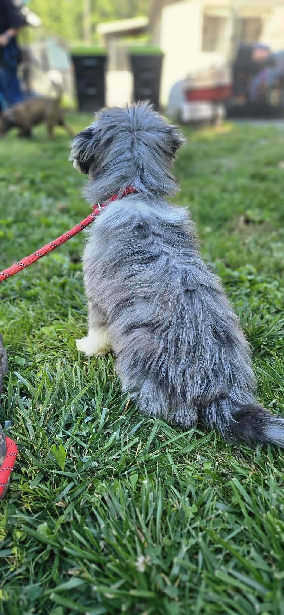 Teddy, an adopted Aussiedoodle in O Fallon, IL image 4/6