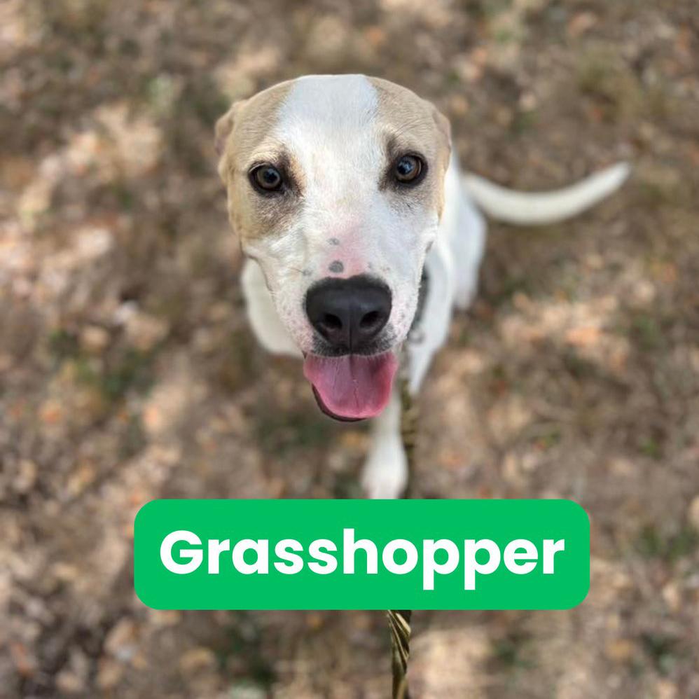Grasshopper