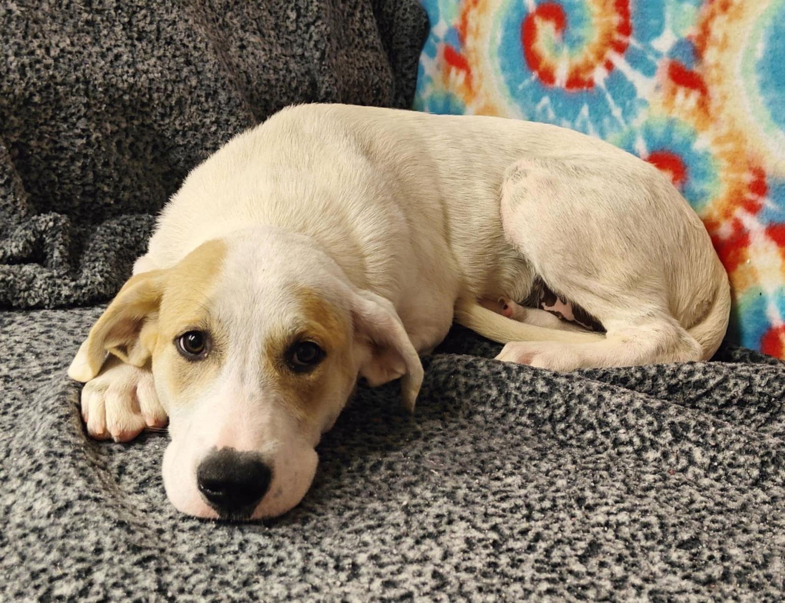 Nova 25/576, Adopted, Puppy Female Great Pyrenees.