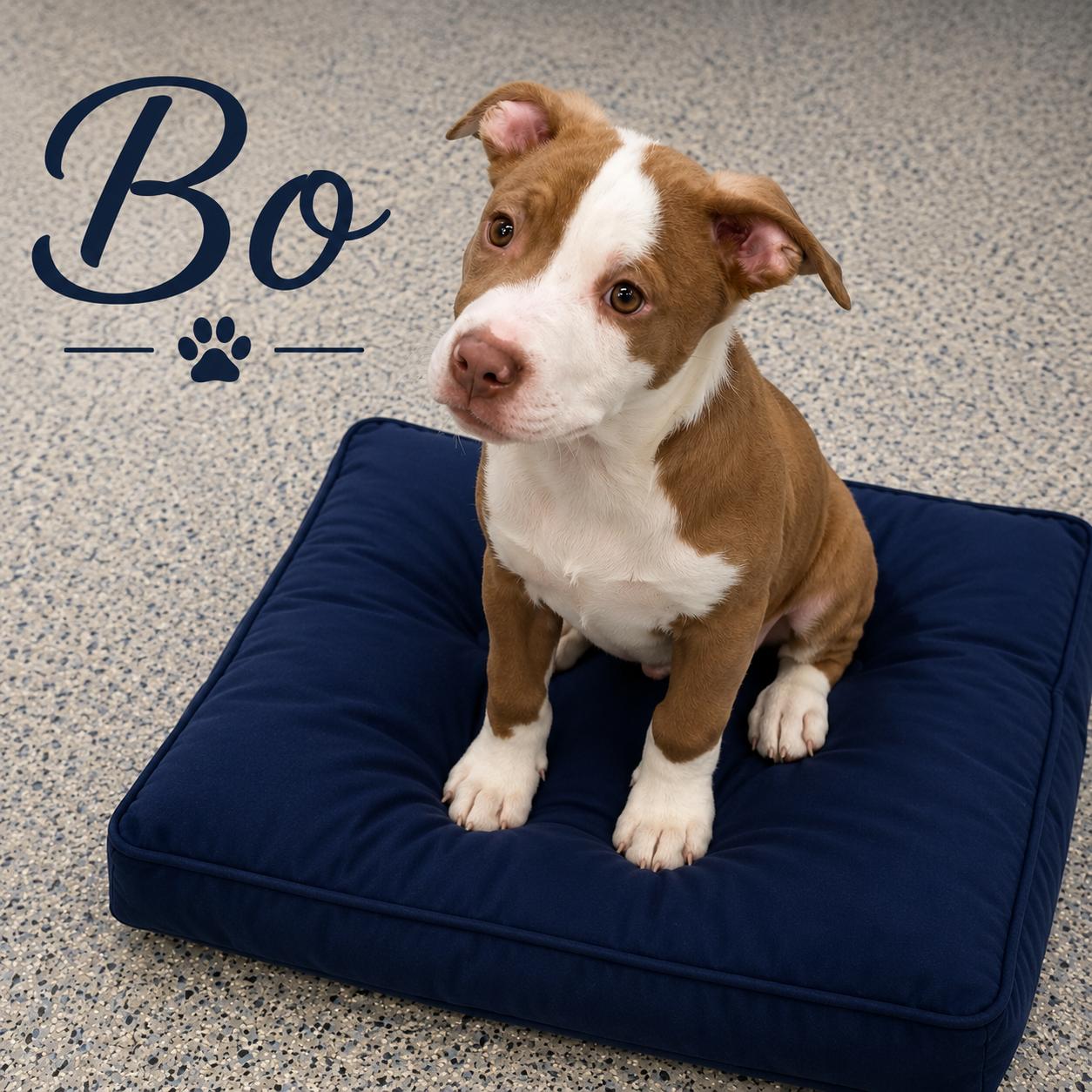 Bo, adopted, Puppy Male Australian Shepherd.