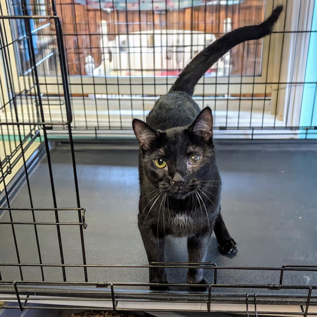 Enlarge Cody, a Adoptable Domestic Short Hair in Buffalo, NY image 1/2