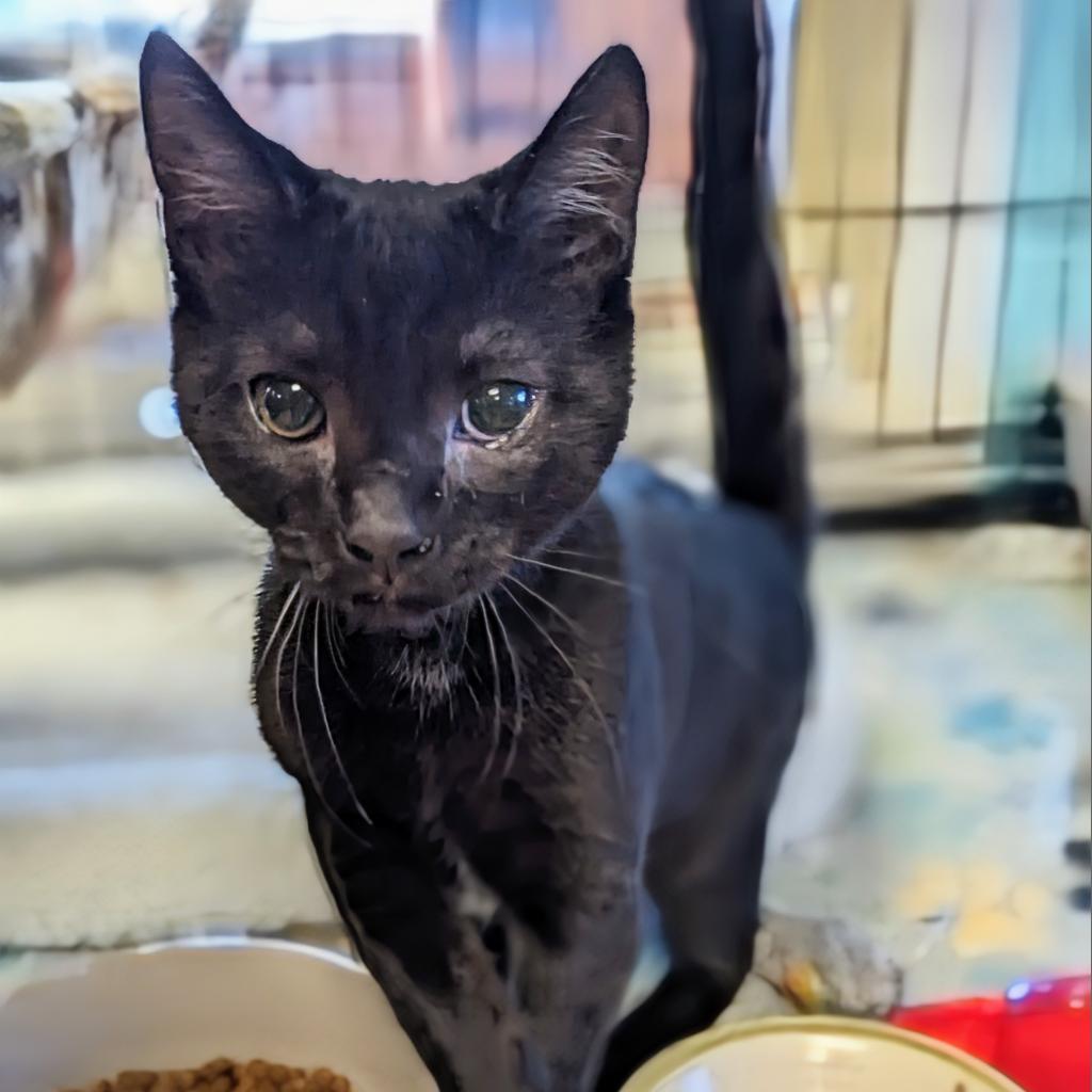 Enlarge Cody, a Adoptable Domestic Short Hair in Buffalo, NY image 2/2