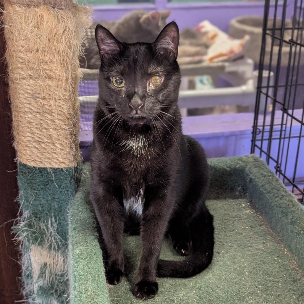 Enlarge Cody, a Adoptable Domestic Short Hair in Buffalo, NY image 2/2