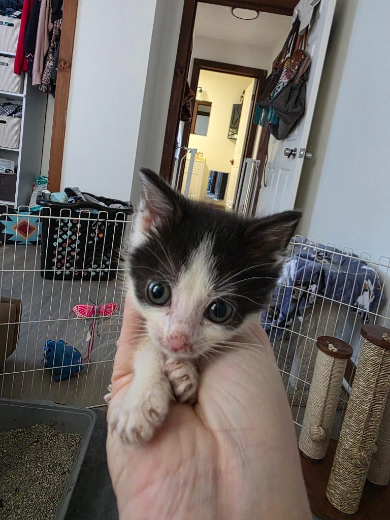 Enlarge Bossy(Pink w/flower collar, a Adoptable mixed breed in Johnson City, TN image 1/5