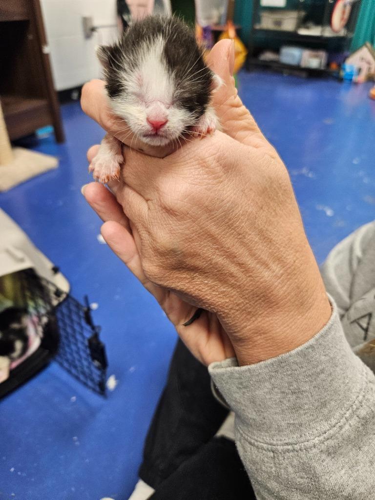 Enlarge Bossy(Pink w/flower collar, a Adoptable mixed breed in Johnson City, TN image 2/5