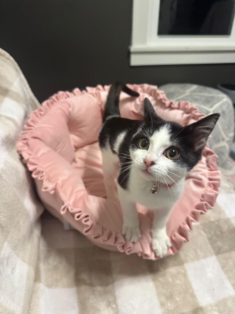 Enlarge Bossy(Pink w/flower collar, a Adoptable mixed breed in Johnson City, TN image 3/5