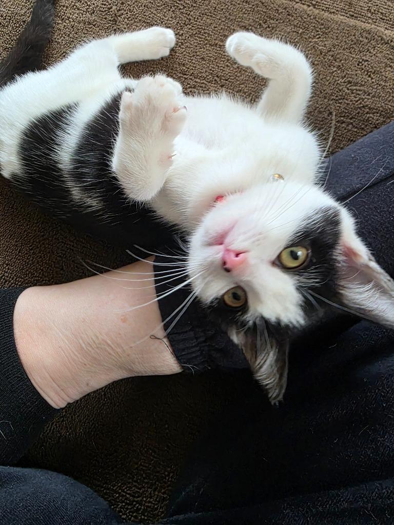 Enlarge Bossy(Pink w/flower collar, a Adoptable mixed breed in Johnson City, TN image 4/5