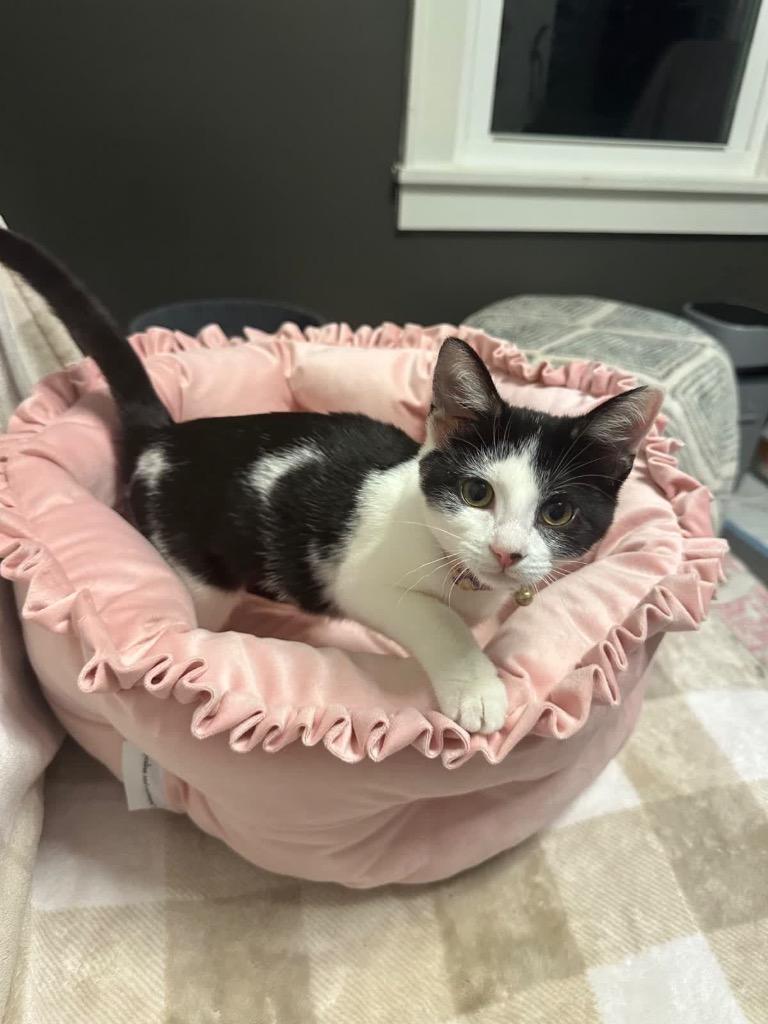 Enlarge Bossy(Pink w/flower collar, a Adoptable mixed breed in Johnson City, TN image 5/5