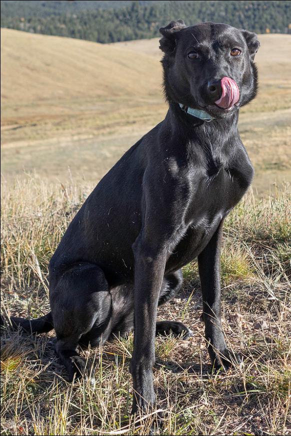 River, a Adoptable mixed breed in Divide, CO image 1/3