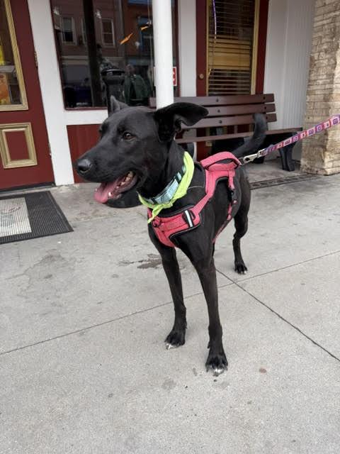 River, a Adoptable mixed breed in Divide, CO image 3/3