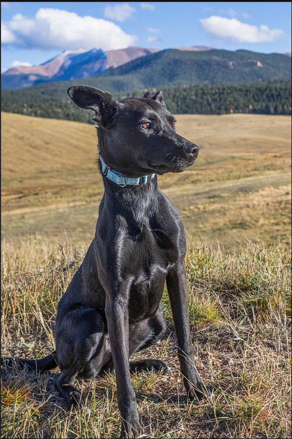 River, a Adoptable mixed breed in Divide, CO image 2/3
