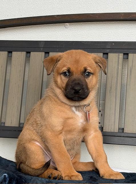 Enlarge Vuitton, an adopted mixed breed in Pointe-Fortune, QC image 1/1