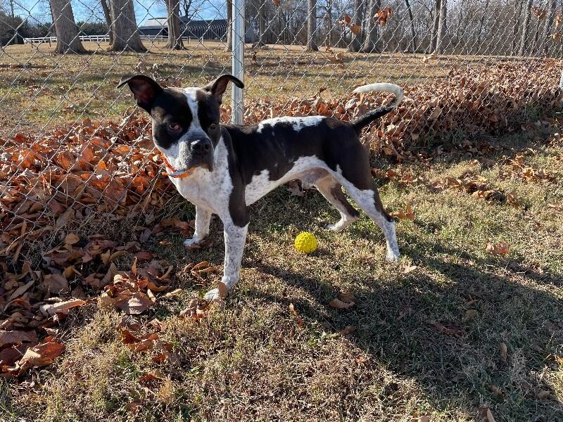 Harry Pawter thumbnail 2