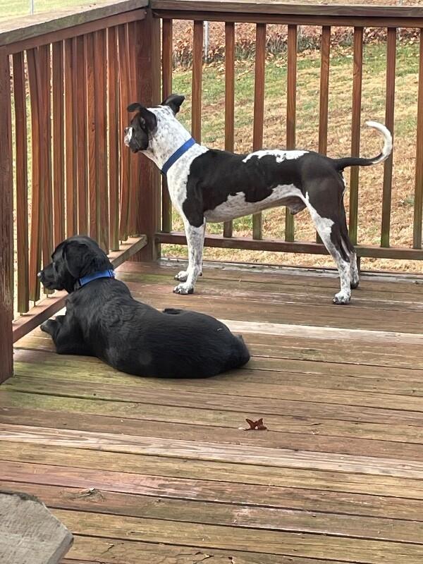 Harry Pawter thumbnail 3