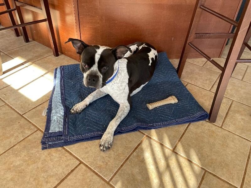 Harry Pawter thumbnail 5