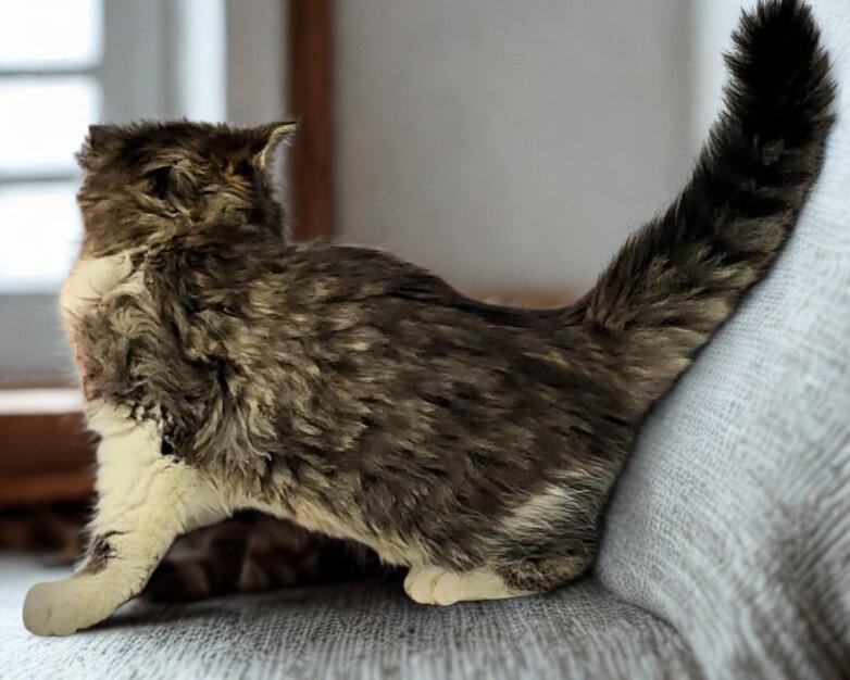 Enlarge Cricket-pending, a ADOPTABLE Domestic Long Hair in Mankato, MN image 2/2