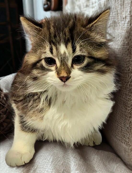 Cricket-pending, ADOPTABLE, Kitten Female Domestic Long Hair.