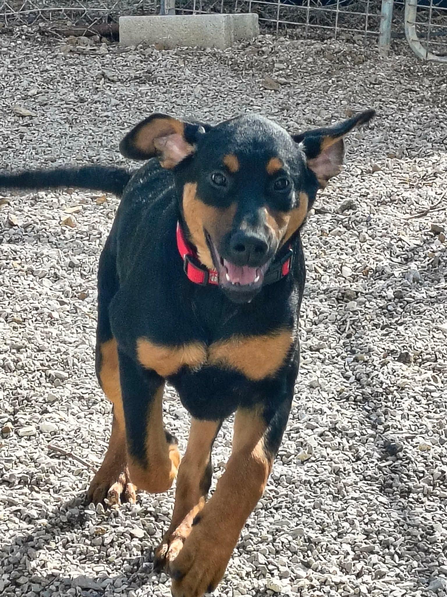 Enlarge Pablo, a Adoptable Coonhound in Stover, MO image 1/2