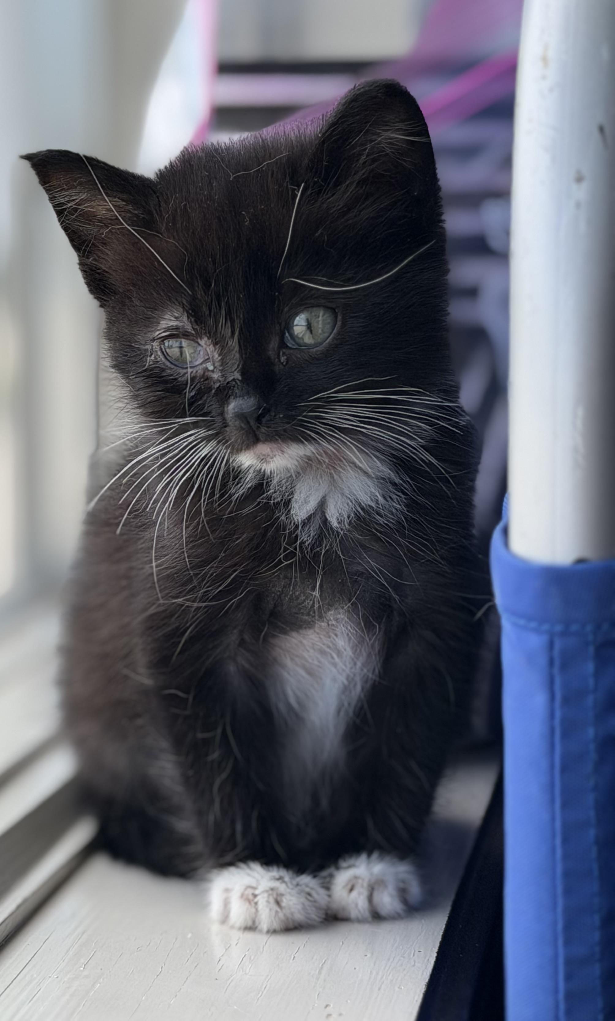 Panda, adopted, Kitten Female Domestic Short Hair.