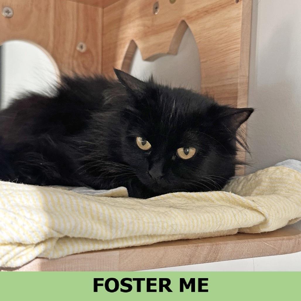 Mama June, Adoptable, Adult Female Domestic Long Hair.