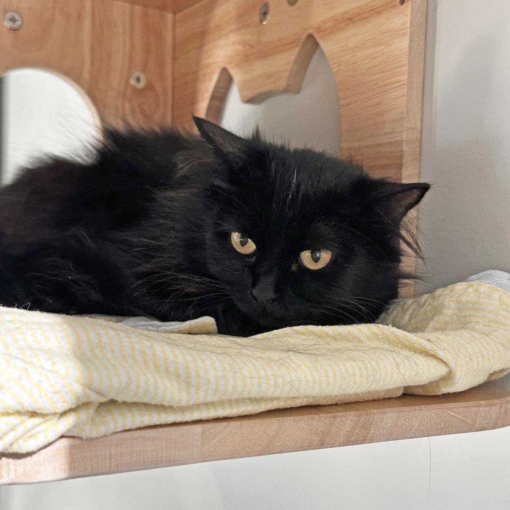 Mama June, Adoptable, Adult Female Domestic Long Hair.
