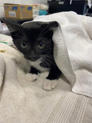 Enlarge Sammy, a Adoptable mixed breed in Sanford, FL image 1/1