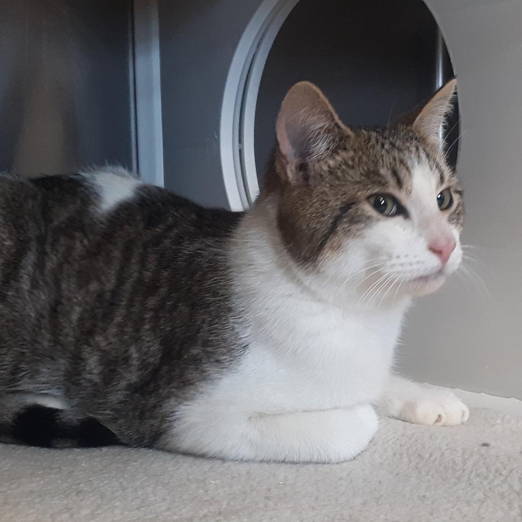 Xavier, Adoptable, Young Male Domestic Short Hair.