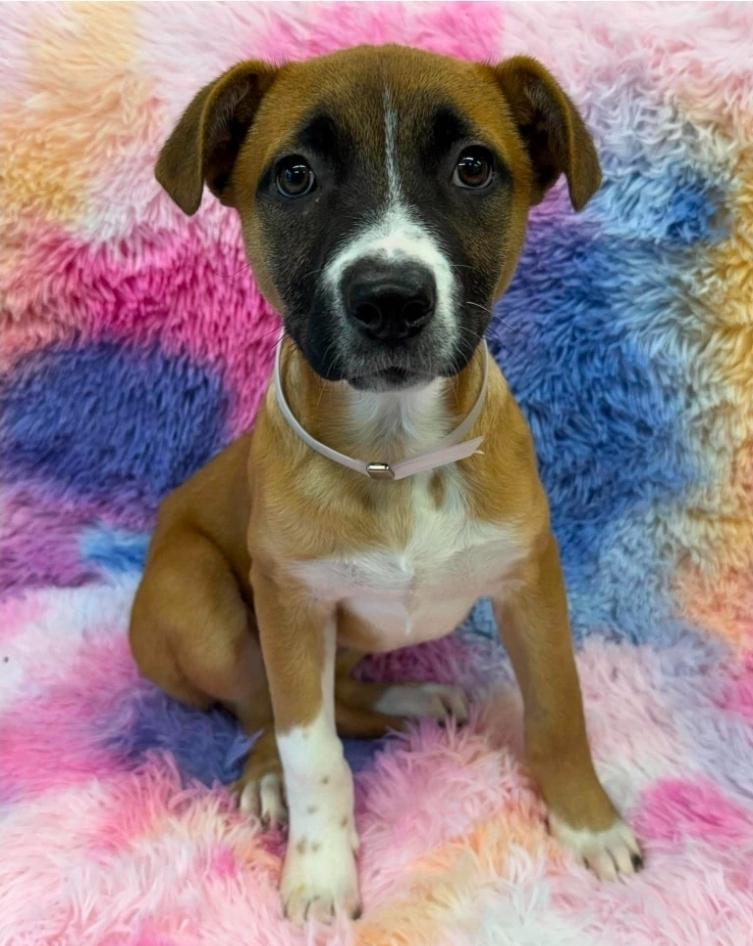 Cherry, Adoptable, Puppy Female Labrador Retriever & American Staffordshire Terrier.