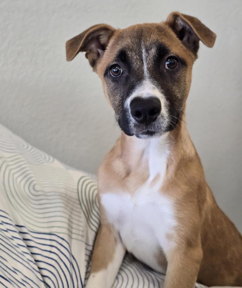 Cherry, a Adoptable mixed breed in Sedalia, CO image 2/2