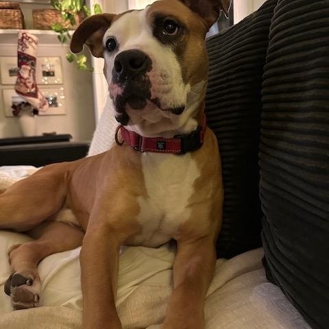 Enlarge Gronk, a Adoptable mixed breed in Cumberland, RI image 2/5