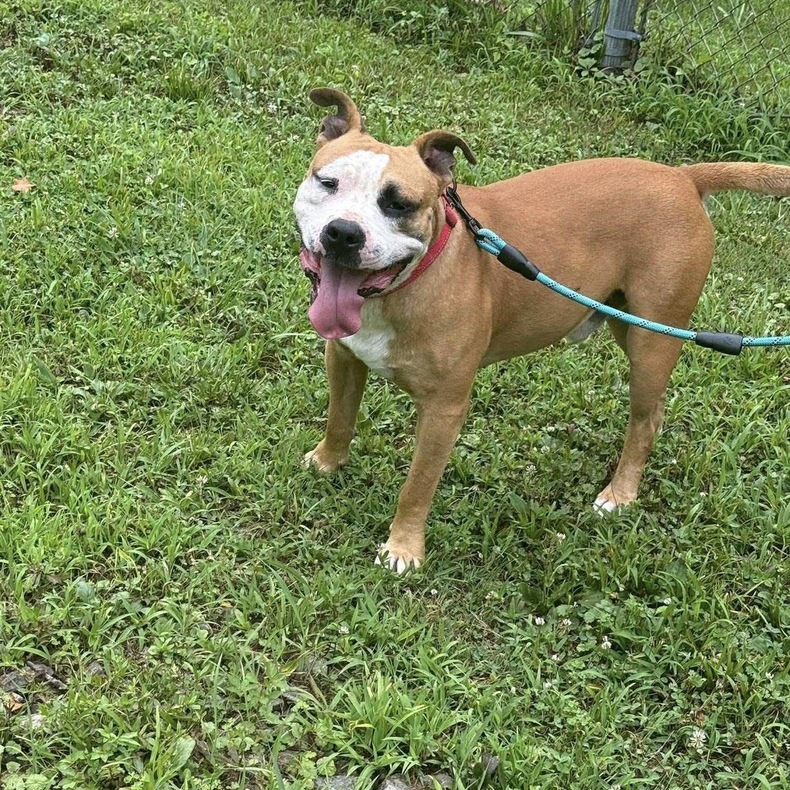 Enlarge Gronk, a Adoptable mixed breed in Cumberland, RI image 4/5