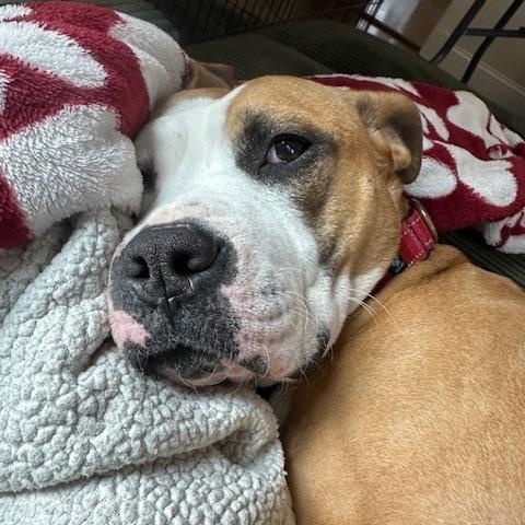 Enlarge Gronk, a Adoptable mixed breed in Cumberland, RI image 4/5