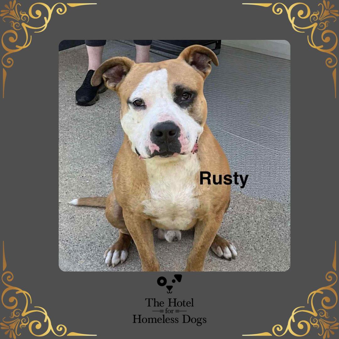 Gronk, Adoptable, Adult Male American Staffordshire Terrier & Terrier.