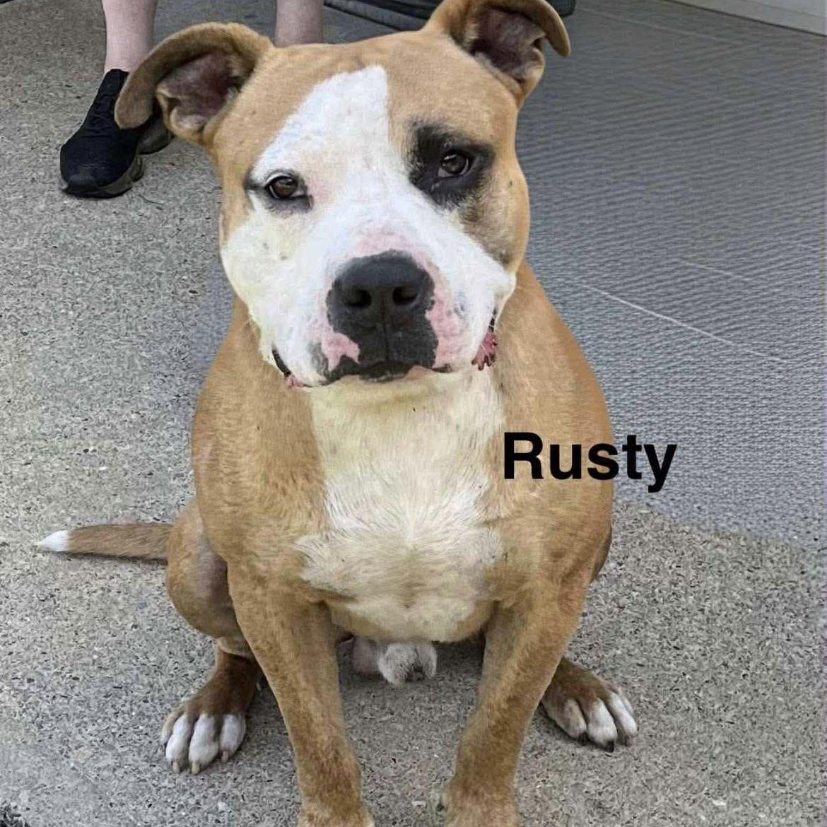 Enlarge Gronk, a Adoptable mixed breed in Cumberland, RI image 2/5