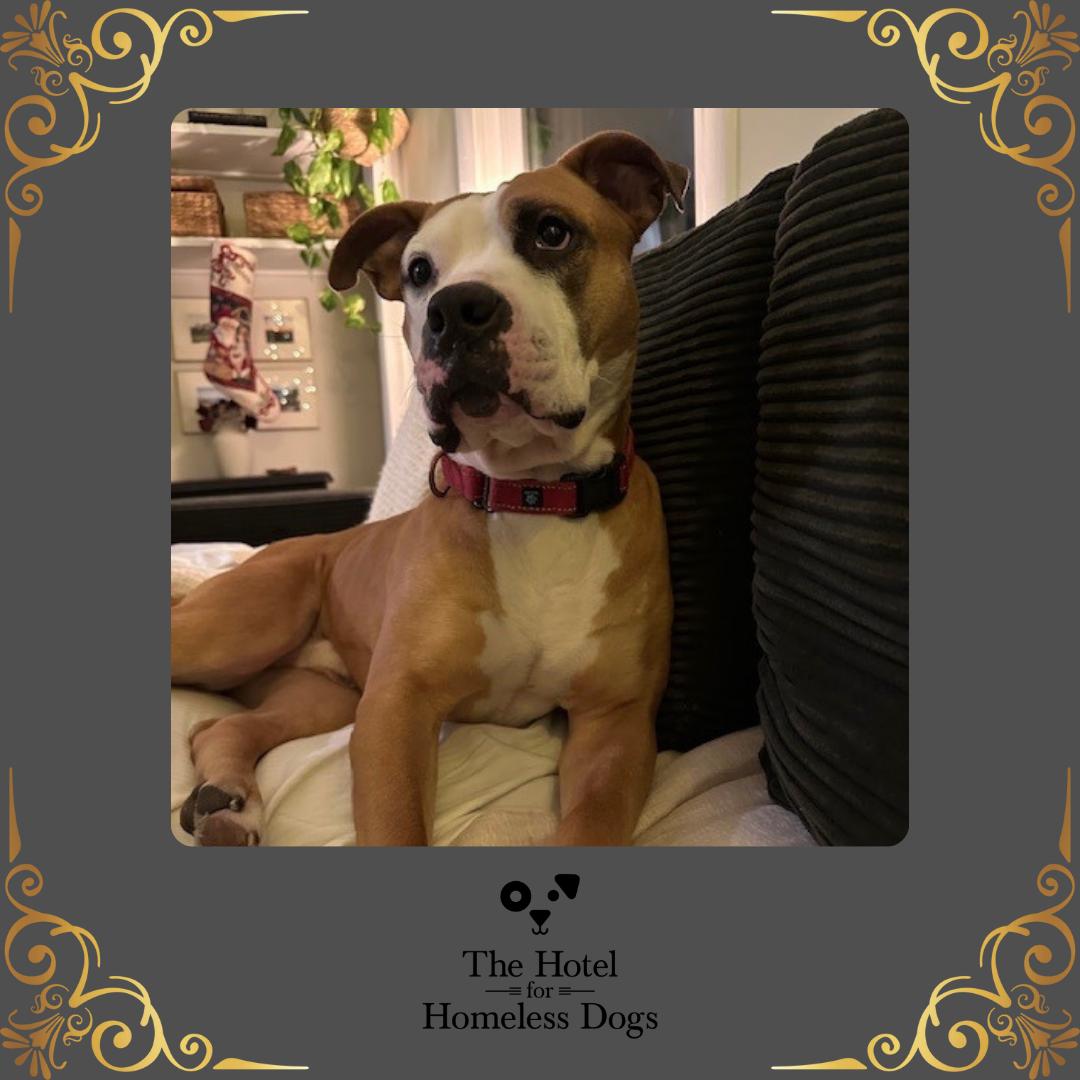 Enlarge Gronk, a Adoptable mixed breed in Cumberland, RI image 1/5