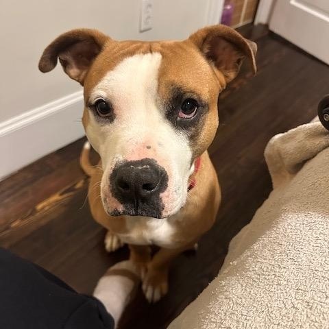 Enlarge Gronk, a Adoptable mixed breed in Cumberland, RI image 3/5