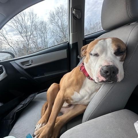 Enlarge Gronk, a Adoptable mixed breed in Cumberland, RI image 5/5