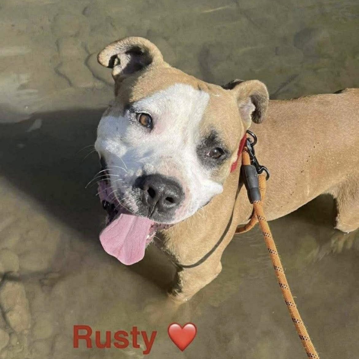 Enlarge Gronk, a Adoptable mixed breed in Cumberland, RI image 3/5