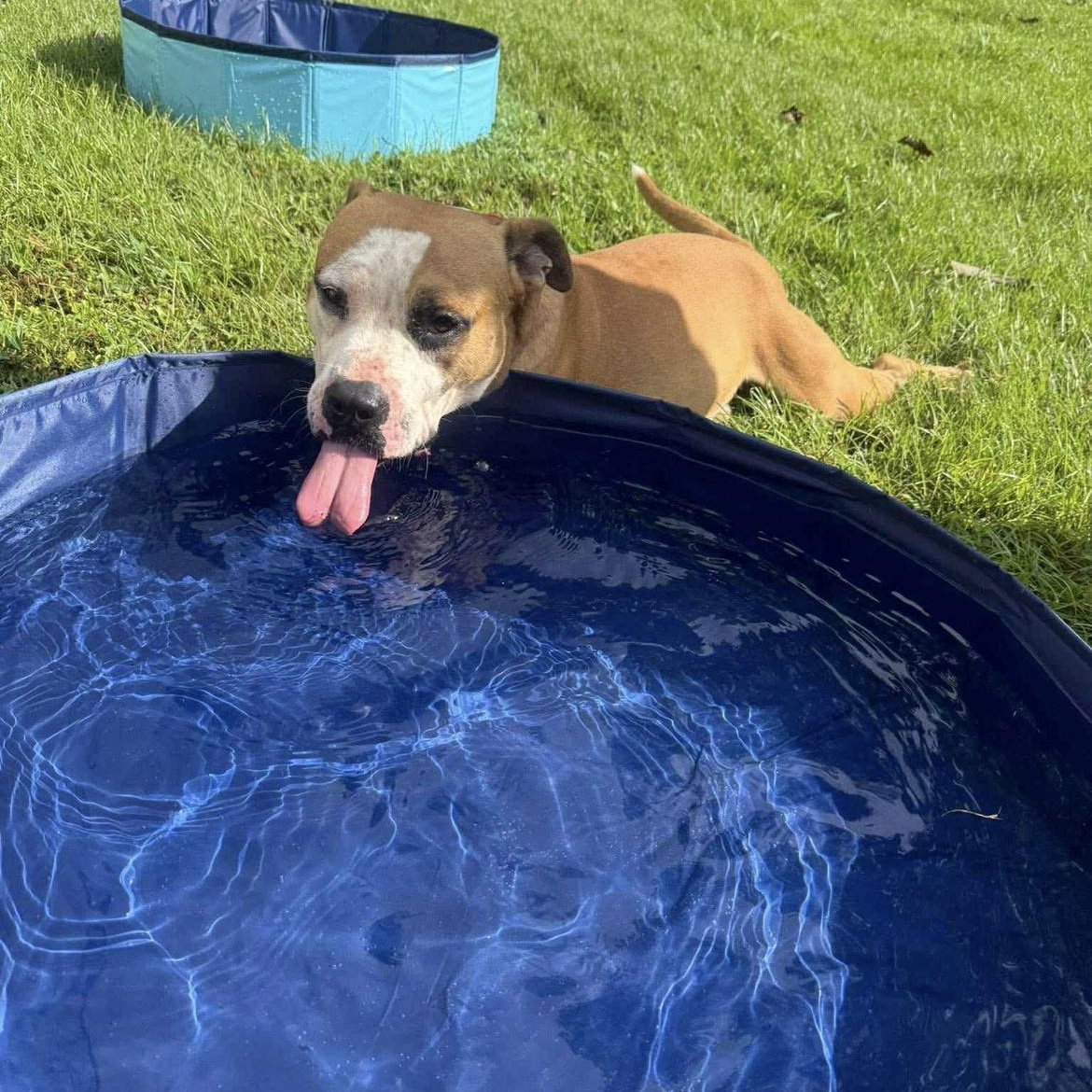 Enlarge Gronk, a Adoptable mixed breed in Cumberland, RI image 5/5