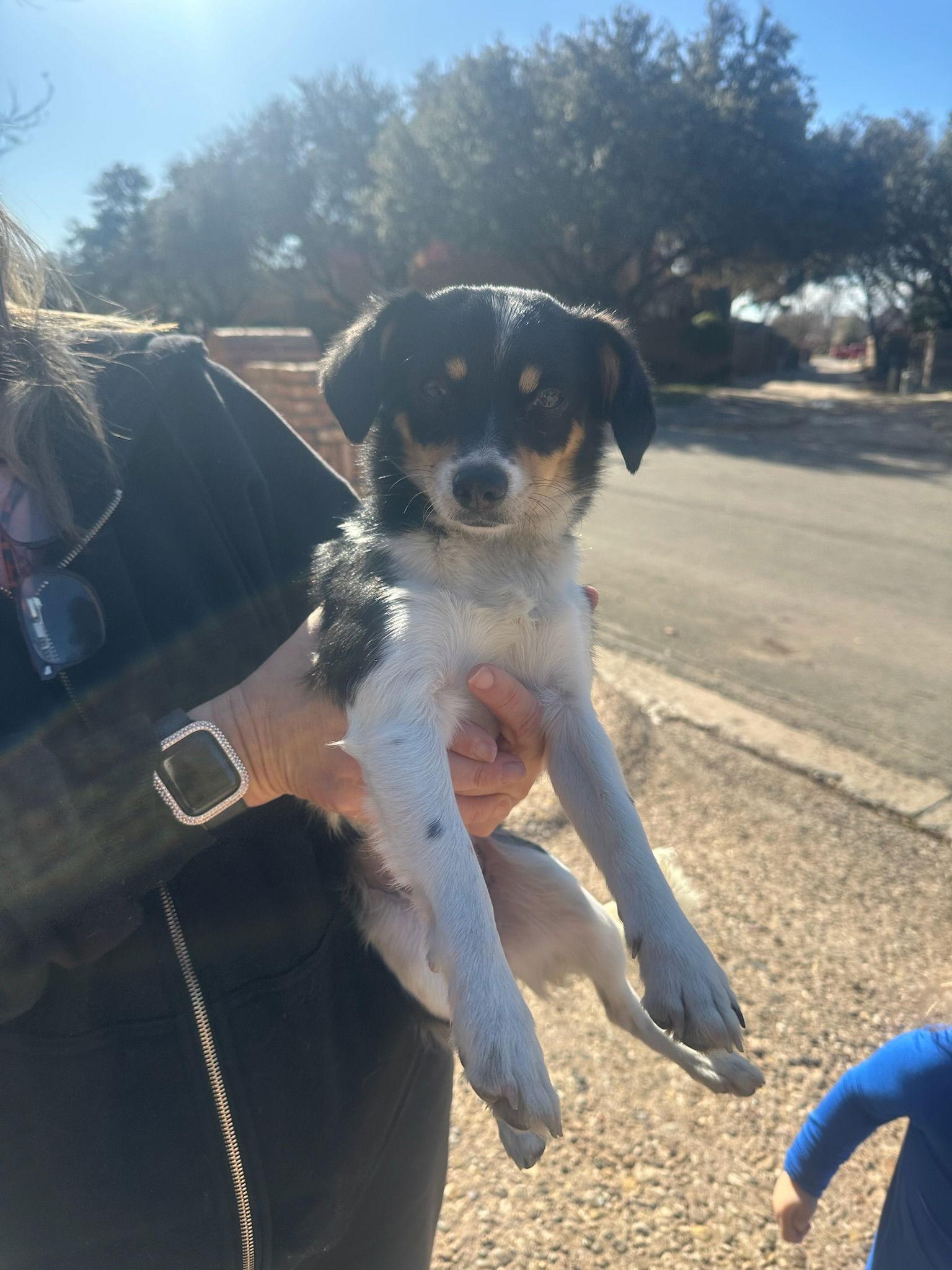 Maeve - ADOPTION IN PROCESS, Adoptable, Young Female Chihuahua.