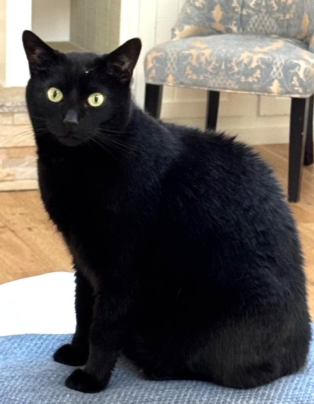 Enlarge Macho, a Adoptable Domestic Short Hair in Monterey, CA image 1/1