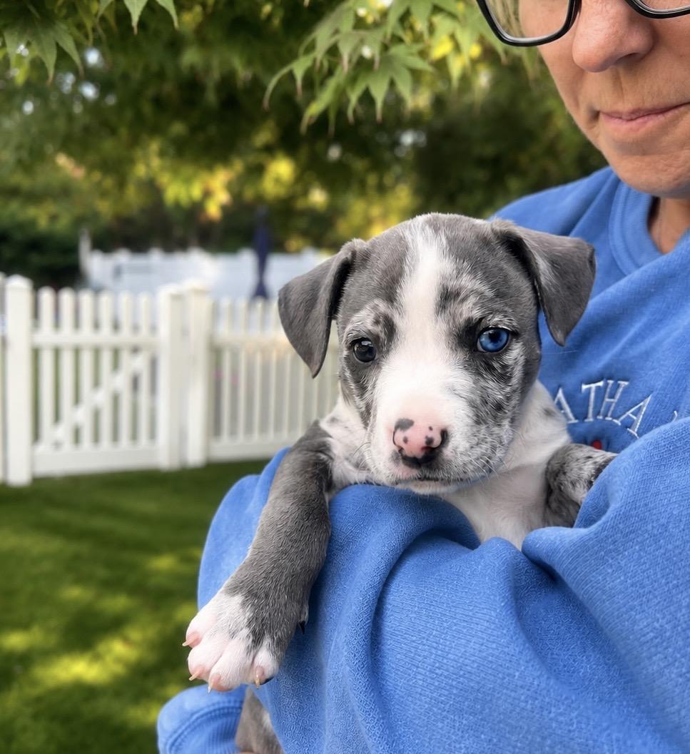 Knox, adopted, Puppy Male American Staffordshire Terrier.