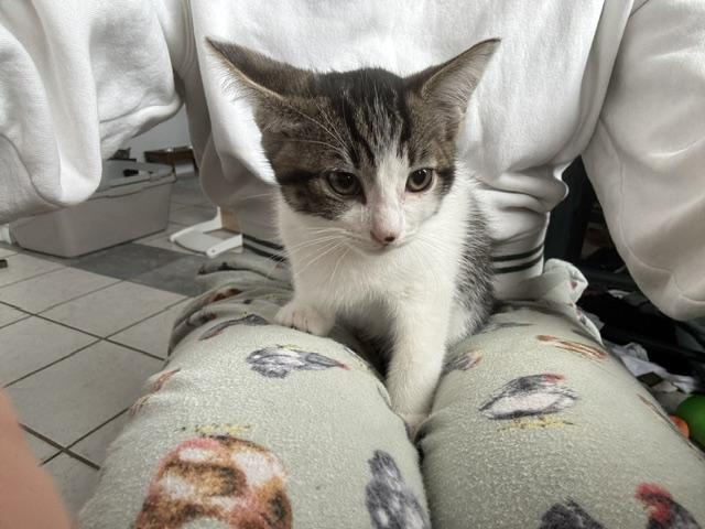 Enlarge Chandler, a ADOPTABLE Domestic Short Hair in Santa Cruz, CA image 5/6